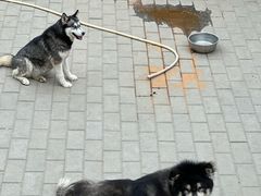 -北京市海淀外国语实验学校