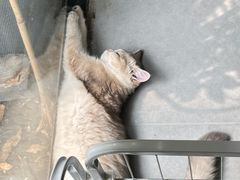 -琪喵猫屋·撸猫猫咖·猫舍