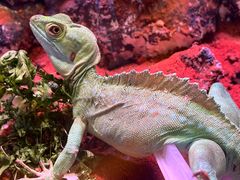 -酷以爬仙阁实体爬宠店·守宫·蜥蜴·专业繁育