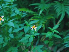 -羚羊峡古栈道森林公园