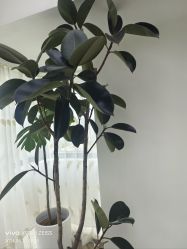 -HEYAN荷妍专业脱毛连锁机构