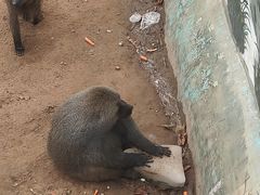 -西霞口神雕山野生动物世界