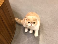 -飞行喵MR PILOT|猫舍·猫咖(静安大融城店)