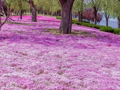 -羊亭河湿地公园