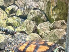 -帕帕拉兹宠物(亚洲旗舰店)