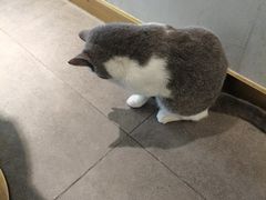 -飞行喵MR PILOT|猫舍·猫咖(静安大融城店)