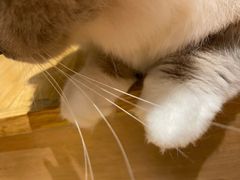 -啵啵喵·猫咖(攀华国际店)