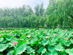 -微山湖红荷湿地景区