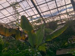 -呀路古热带植物园