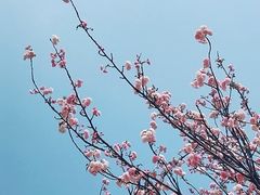 -天适樱花悠乐园