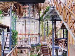 -Rainforest