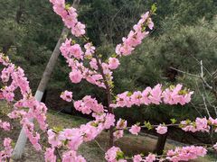 -北京十三陵国家森林公园蟒山景区