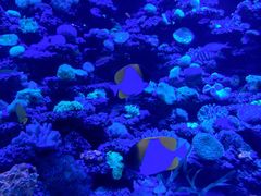 -太平洋海底世界