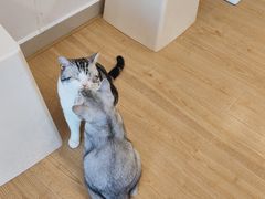 -有喵·猫咖·狗咖·30几只猫10只小狗(岗厦店)