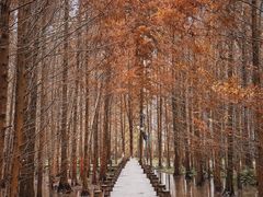 -桤木河湿地公园