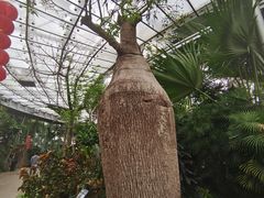 -北京植物园-展览温室