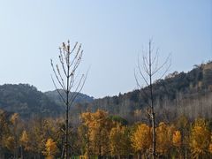 -千年银杏谷文化旅游区