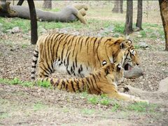 -北京野生动物园