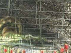 -龙岩森林水乡景区