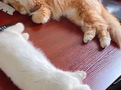 -lincat·猫舍(广州店)
