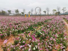 -天适樱花悠乐园