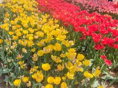 -石家庄市植物园