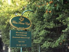 -Fern Forest Cafe