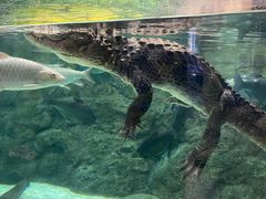 -上海海洋水族馆