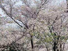 -武汉大学-樱园