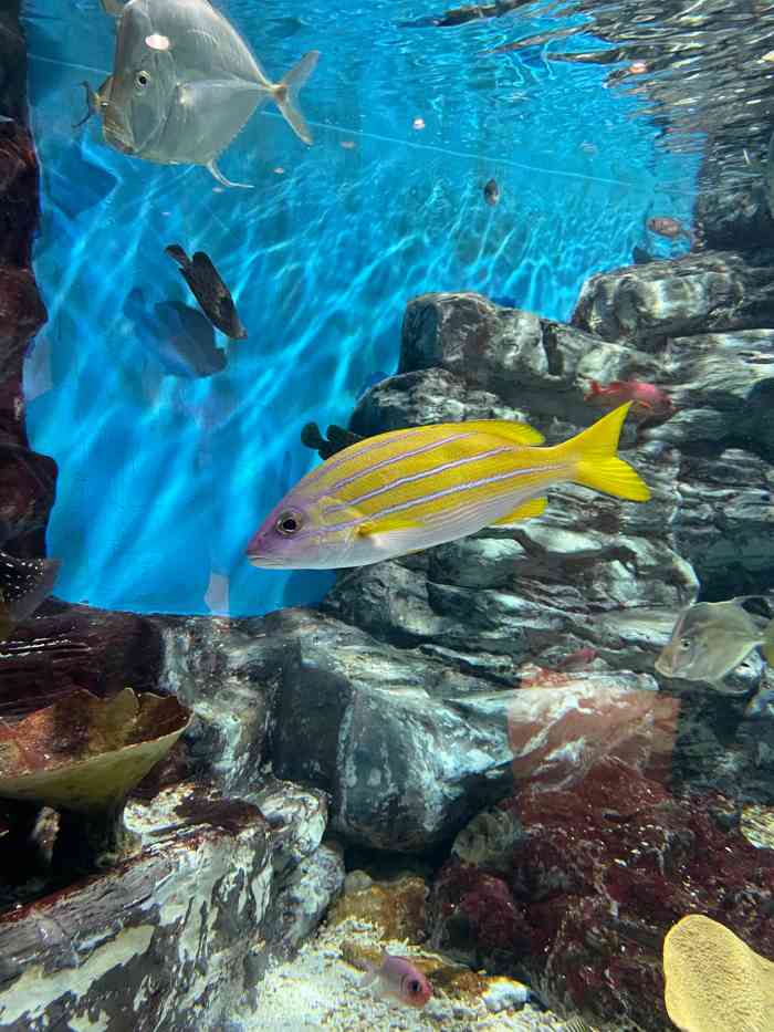 济州岛水上星球水族馆"95水上星球水族馆,在亚洲是屈指可数的规.