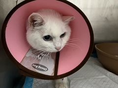 -汪喵宠物医院·骨科心脏影像·犬猫急重症ICU诊疗中心(成华分院)