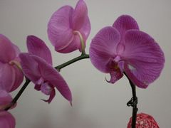 -FEI FEI FLOWER鲜花店·气球派对·宝宝宴布置(虹口德必运动Loft店)
