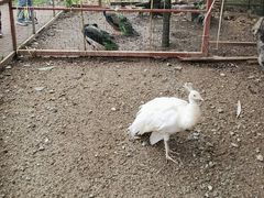 -西双版纳总佛寺