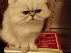 -more than meow吴止猫主题餐厅(承德 中船汇店)