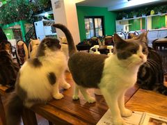 -李小姐の猫咖啡馆(五角场店)