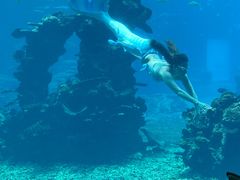-海棠湾洲际-涛·海底餐厅·美人鱼·自助餐·海底隧道