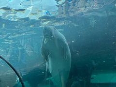 -悉尼海洋生物水族馆