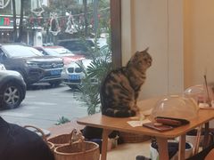 -猫友咖啡店(玉林西路店)