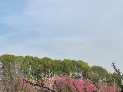 -南汇桃花村