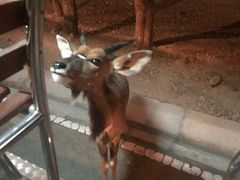 -清迈夜间动物园