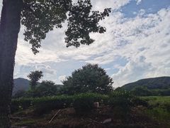 -中国茶叶博物馆(双峰馆区)