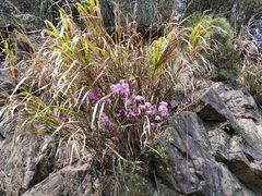 -东天目山风景区