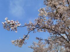 -顾村公园
