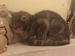 -猫色咖啡·猫咖