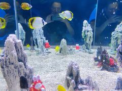 -烟台海昌鲸鲨海洋公园