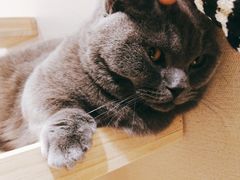 -逗柴咖啡屋·狗咖猫咖宠物桌游