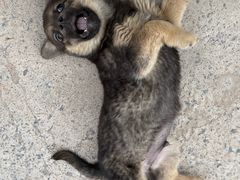 -奥斯卡升龙国际影城(RealD Cinema)