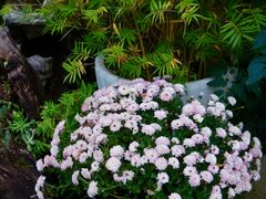 -石舍洒秀咖啡馆