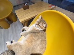 -藏猫猫咖啡主题馆(中央大道店)