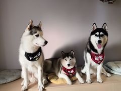 -Husky Go! 哈士奇体验馆·宠物咖啡厅狗咖